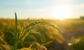 Budget 2025 Empowering Indian Agriculture